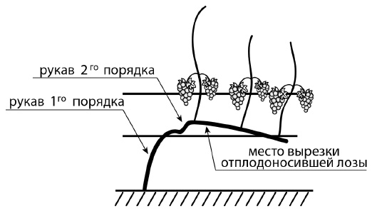 Обрезка винограда. Проверенные способы формировки укрывного винограда в средней полосе России