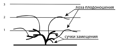 Обрезка винограда. Проверенные способы формировки укрывного винограда в средней полосе России