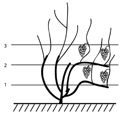 Обрезка винограда. Проверенные способы формировки укрывного винограда в средней полосе России