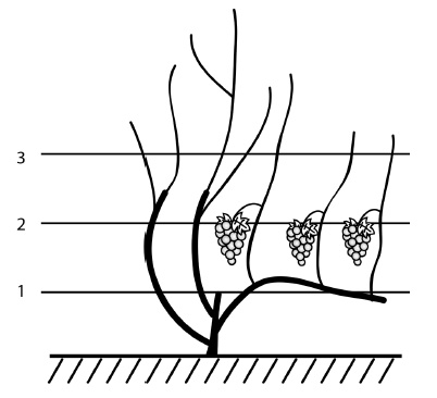 Обрезка винограда. Проверенные способы формировки укрывного винограда в средней полосе России