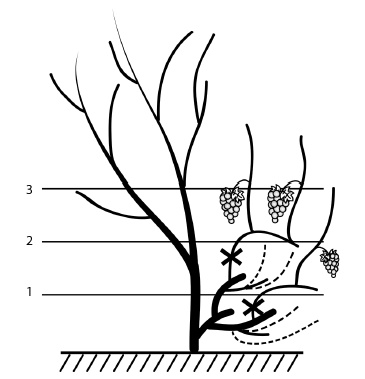 Обрезка винограда. Проверенные способы формировки укрывного винограда в средней полосе России