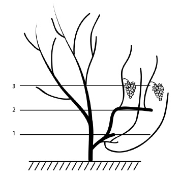 Обрезка винограда. Проверенные способы формировки укрывного винограда в средней полосе России