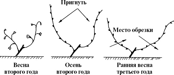 Виноград, малина, смородина, крыжовник и другие ягоды