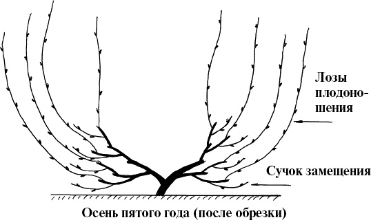 Виноград, малина, смородина, крыжовник и другие ягоды