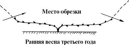 Виноград, малина, смородина, крыжовник и другие ягоды