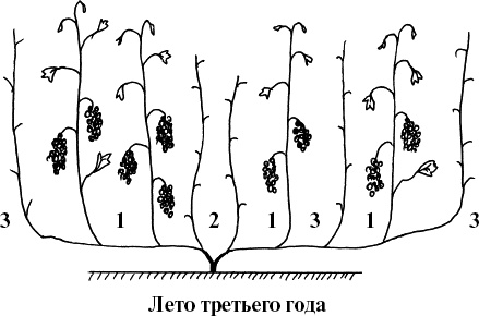 Виноград, малина, смородина, крыжовник и другие ягоды