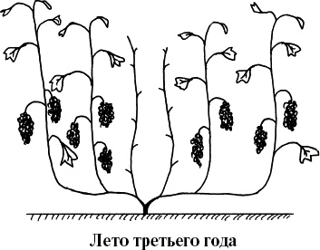 Виноград, малина, смородина, крыжовник и другие ягоды