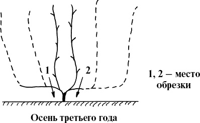 Виноград, малина, смородина, крыжовник и другие ягоды