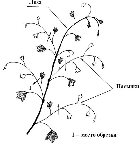 Виноград, малина, смородина, крыжовник и другие ягоды