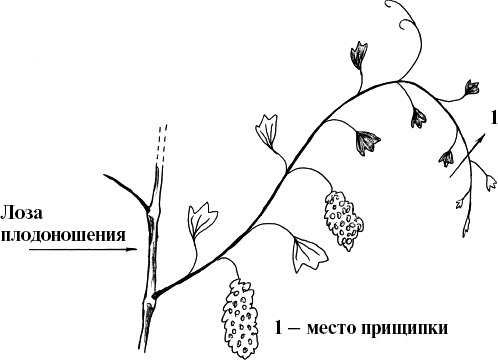 Виноград, малина, смородина, крыжовник и другие ягоды