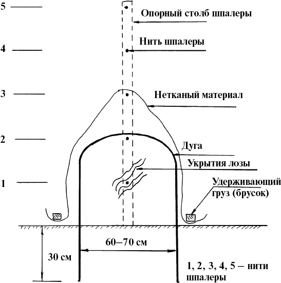 Виноград, малина, смородина, крыжовник и другие ягоды