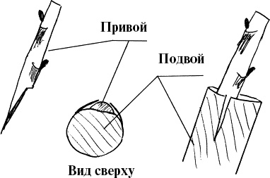 Виноград, малина, смородина, крыжовник и другие ягоды