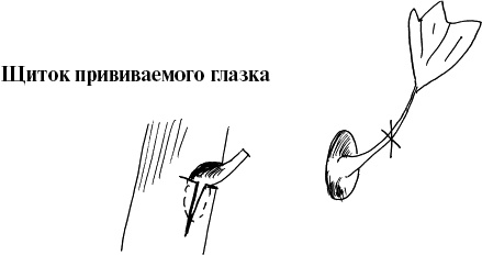 Виноград, малина, смородина, крыжовник и другие ягоды