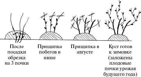 Виноград, малина, смородина, крыжовник и другие ягоды