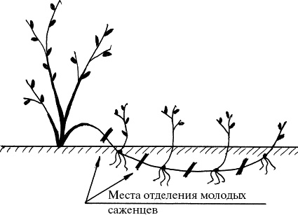 Виноград, малина, смородина, крыжовник и другие ягоды