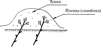 Виноград, малина, смородина, крыжовник и другие ягоды