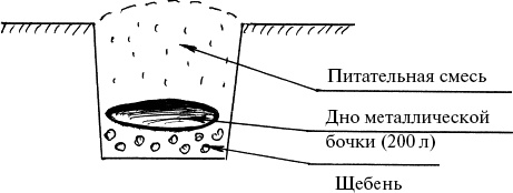 Виноград, малина, смородина, крыжовник и другие ягоды