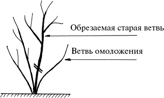 Виноград, малина, смородина, крыжовник и другие ягоды