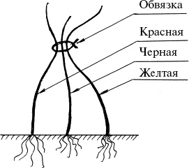 Виноград, малина, смородина, крыжовник и другие ягоды