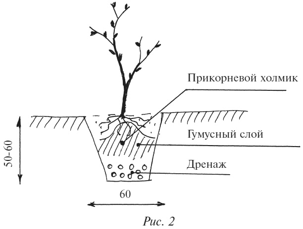 Плодовые кусты вашего сада