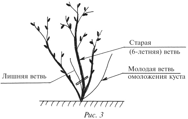 Плодовые кусты вашего сада