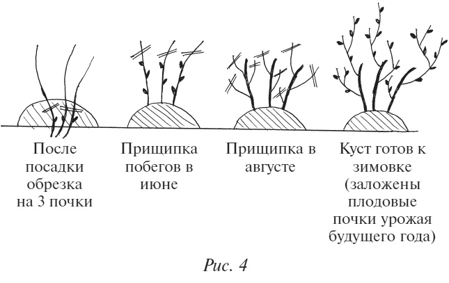 Плодовые кусты вашего сада