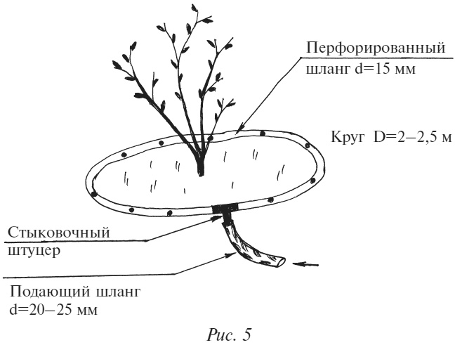 Плодовые кусты вашего сада