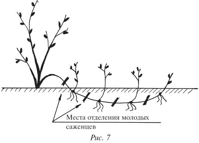 Плодовые кусты вашего сада