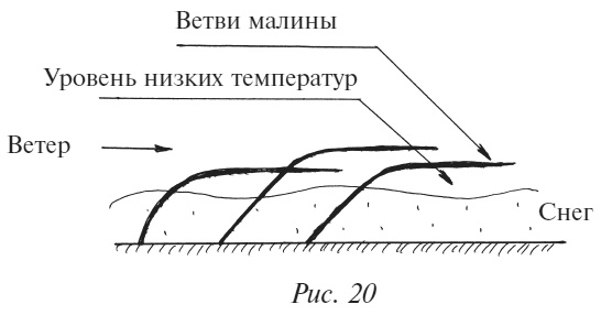 Плодовые кусты вашего сада