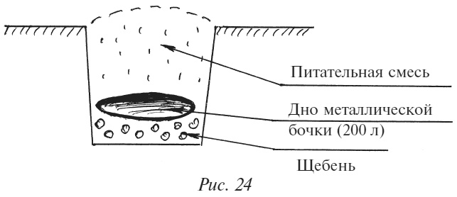 Плодовые кусты вашего сада