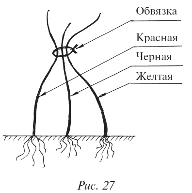 Плодовые кусты вашего сада