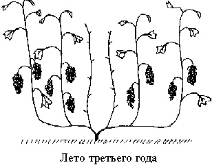 Виноград вашего сада в средней полосе России
