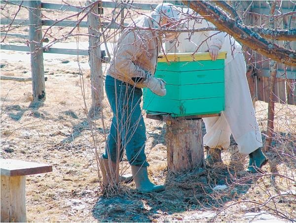 Пчеловодство для начинающих