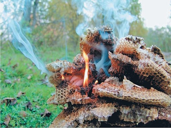 Пчеловодство для начинающих