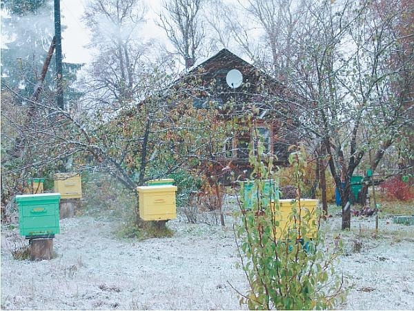 Пчеловодство для начинающих