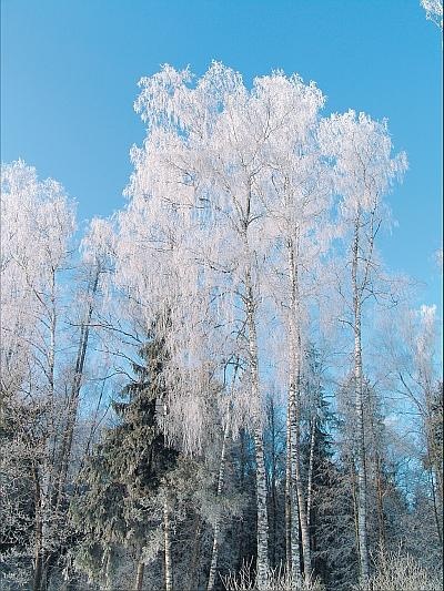 Пчеловодство для начинающих