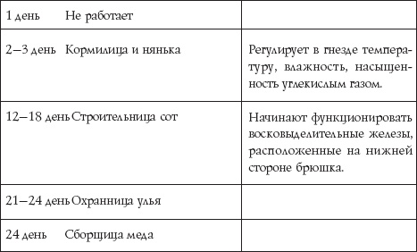 Пчеловодство для начинающих