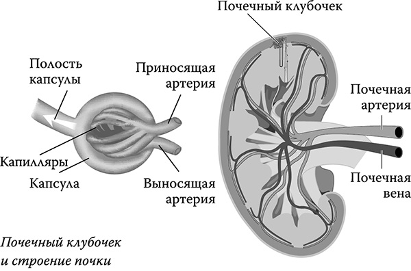 [Не]правда о нашем теле. Заблуждения, в которые мы верим