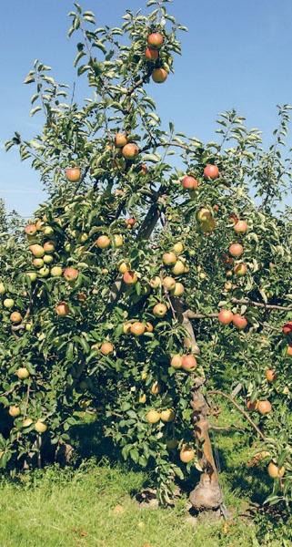 Яблони и груши. Секреты урожая от Октябрины Ганичкиной