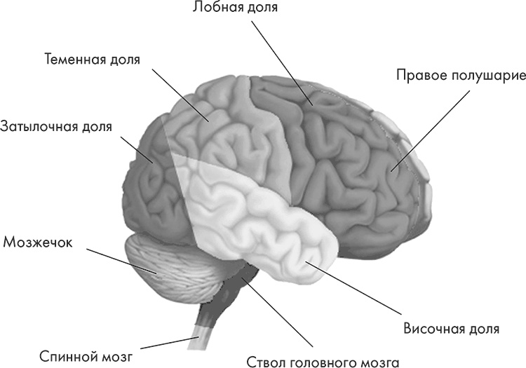 Научные битвы за душу. Новейшие знания о мозге и вера в Бога