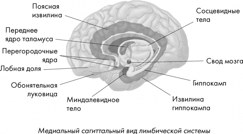 Научные битвы за душу. Новейшие знания о мозге и вера в Бога