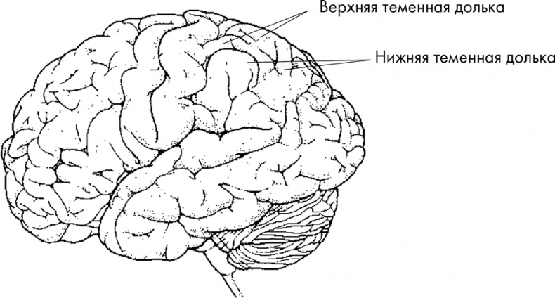 Научные битвы за душу. Новейшие знания о мозге и вера в Бога