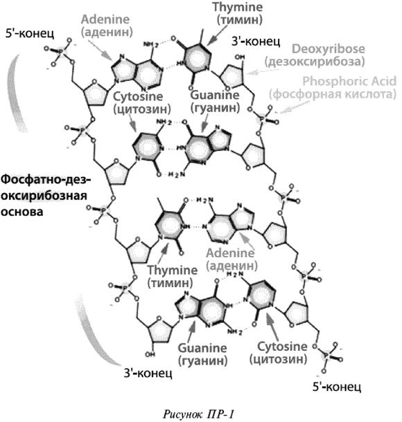 Эректус бродит между нами. Покорение белой расы