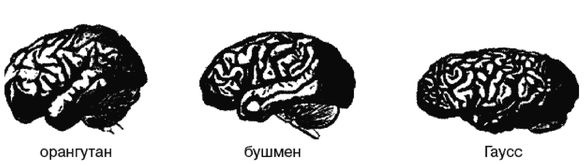 Эректус бродит между нами. Покорение белой расы