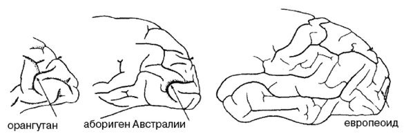 Эректус бродит между нами. Покорение белой расы