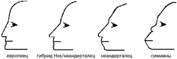 Эректус бродит между нами. Покорение белой расы