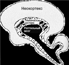 Эректус бродит между нами. Покорение белой расы