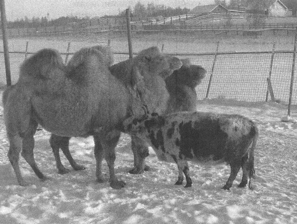 Летающие жирафы, мамонты-блондины, карликовые коровы... От палеонтологических реконструкций к предсказаниям будущего Земли