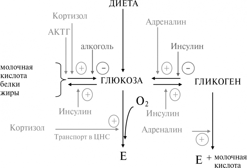 Стой, кто ведет? Биология поведения человека и других зверей