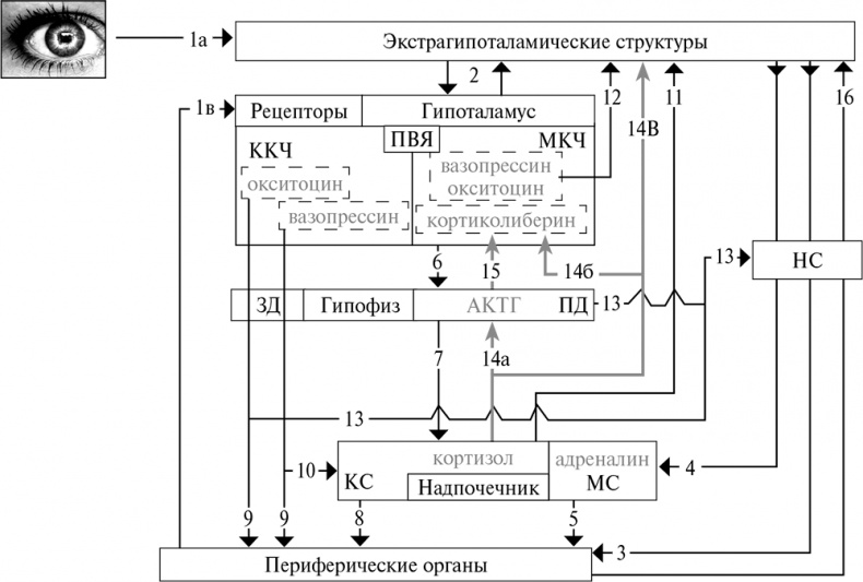 Стой, кто ведет? Биология поведения человека и других зверей